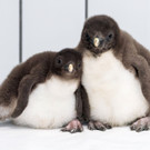 PA_Felsenpinguin2.jpg