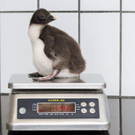 PA_Felsenpinguin3.jpg