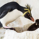 PA_Felsenpinguin4.jpg