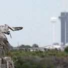 AFP_1S96R9.jpg