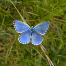 himmelblauer Bl__uling m_.jpg