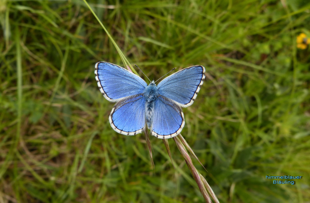 himmelblauer Bl__uling m_.jpg