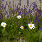 P1260350.JPG