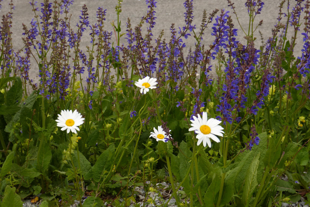 P1260350.JPG
