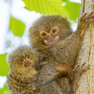 Nachwuchs bei den Zwergseidenaffen im Tiergarten Schönbrunn: Bilder des Babys