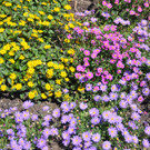 Sanvitalia_ Brachyscome_2.JPG