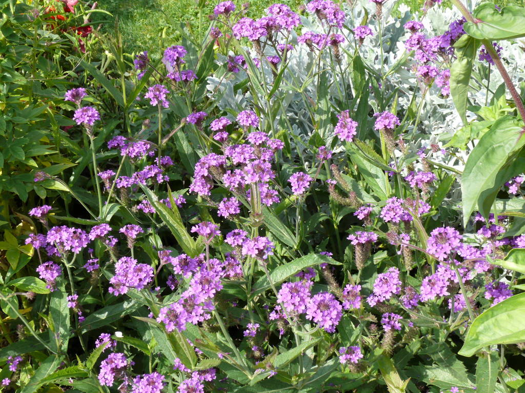 Verbena rigida_ Nesensohn_ Zwischenwasser _6_.JPG