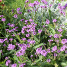 Verbena rigida_ Nesensohn_ Zwischenwasser _6_.JPG