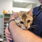Zwei junge Bengal-Kater neben Altkleider-Container ausgesetzt: Bilder der Tiere