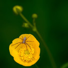 0037_Kleine-Spinne-ganz-gross_Antje_Stechert.jpg