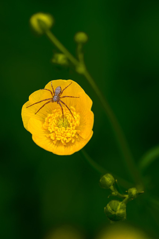 0037_Kleine-Spinne-ganz-gross_Antje_Stechert.jpg