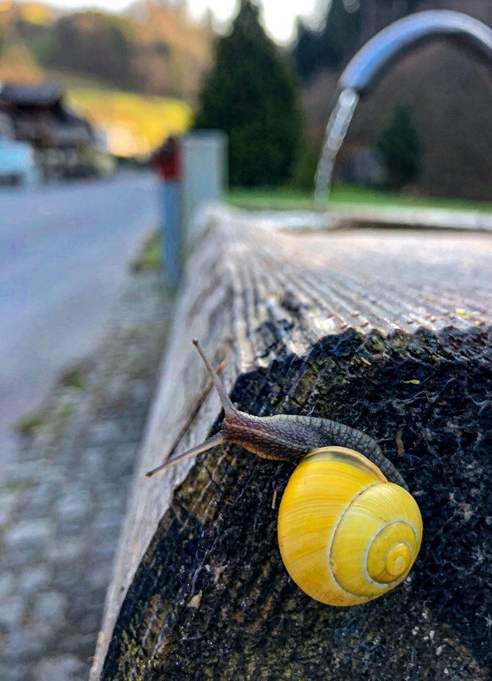 0042_Ist_da_wer_Schnecke_Stefanie_Moosmann.jpg
