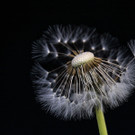 0043_Pusteblume_Stefanie_Moosmann.jpg