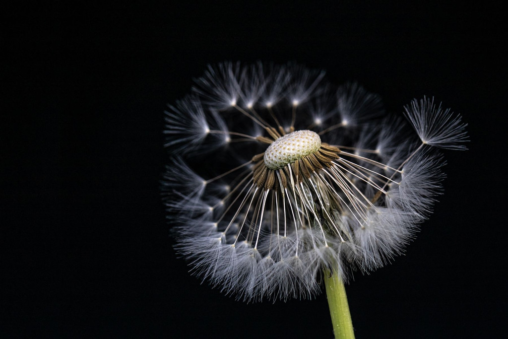 0043_Pusteblume_Stefanie_Moosmann.jpg