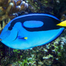 Masken tragende Fische im Haus des Meeres in Wien