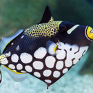 Drueckerfisch-DanielZupanc.jpg