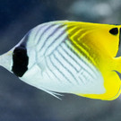 Falterfisch-DanielZupanc.jpg