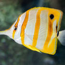 Pinzettfisch-DanielZupanc.jpg