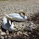 Schwanenfamilie im Strandbad 08-06-2020 _2_.JPG