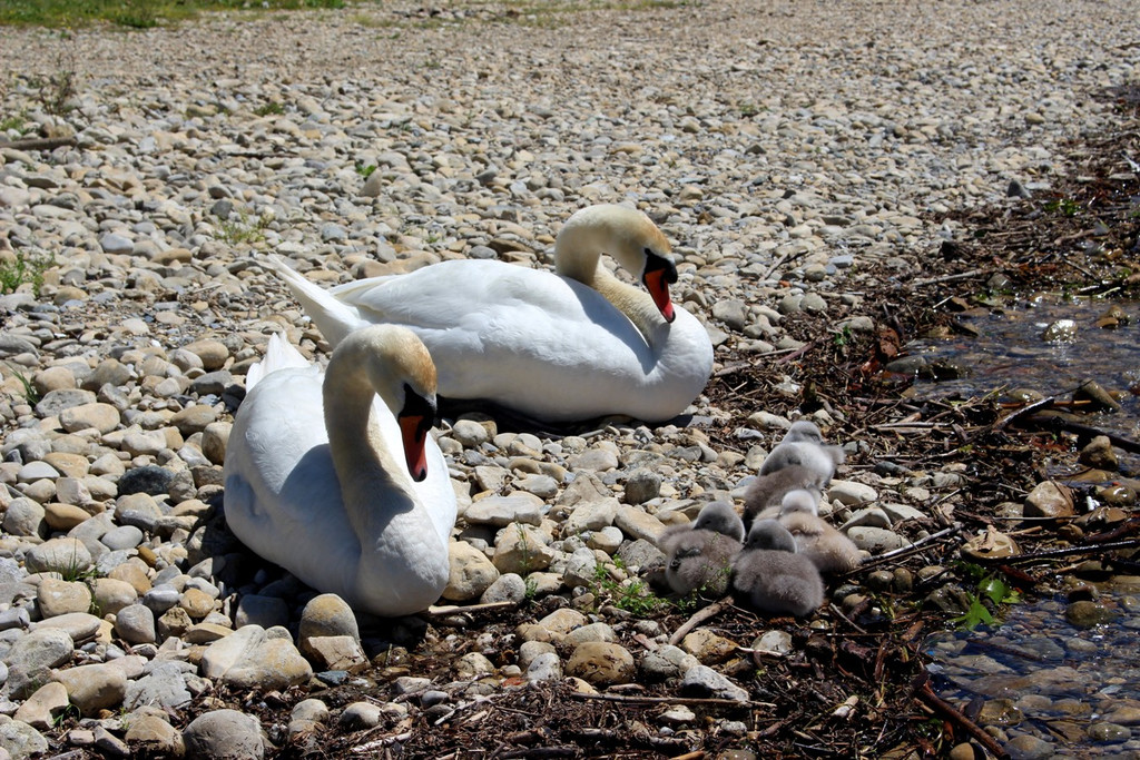 Schwanenfamilie im Strandbad 08-06-2020 _2_.JPG
