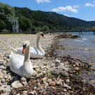 Schwanenfamilie im Strandbad 08-06-2020 _3_.JPG
