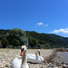 Schwanenfamilie im Strandbad 08-06-2020 _4_.JPG