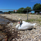 Schwanenfamilie im Strandbad 08-06-2020 _5_.JPG