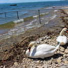 Schwanenfamilie im Strandbad 08-06-2020 _6_.JPG