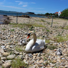 Schwanenfamilie im Strandbad 08-06-2020 _7_.JPG