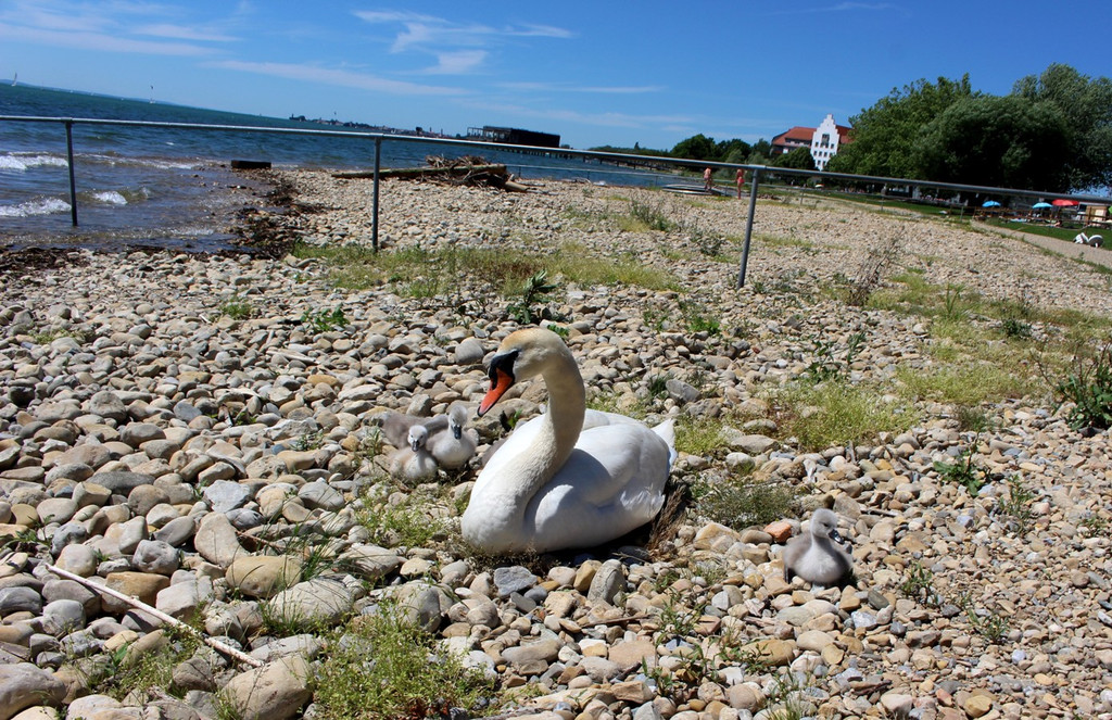 Schwanenfamilie im Strandbad 08-06-2020 _7_.JPG