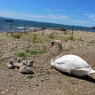 Schwanenfamilie im Strandbad 08-06-2020 _10_.JPG