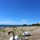 Schwanenfamilie im Strandbad 08-06-2020 _12_.JPG