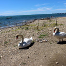 Schwanenfamilie im Strandbad 08-06-2020 _13_.JPG