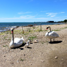 Schwanenfamilie im Strandbad 08-06-2020 _14_.JPG