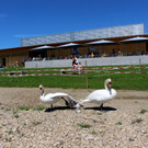 Schwanenfamilie im Strandbad 08-06-2020 _15_.JPG