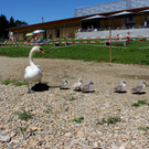 Schwanenfamilie im Strandbad 08-06-2020 _16_.JPG