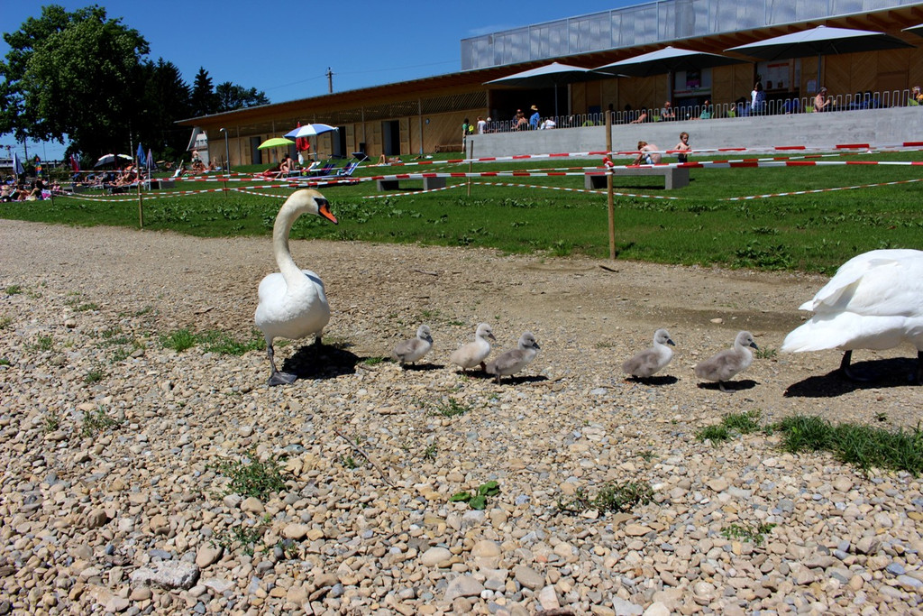 Schwanenfamilie im Strandbad 08-06-2020 _16_.JPG