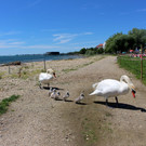 Schwanenfamilie im Strandbad 08-06-2020 _17_.JPG