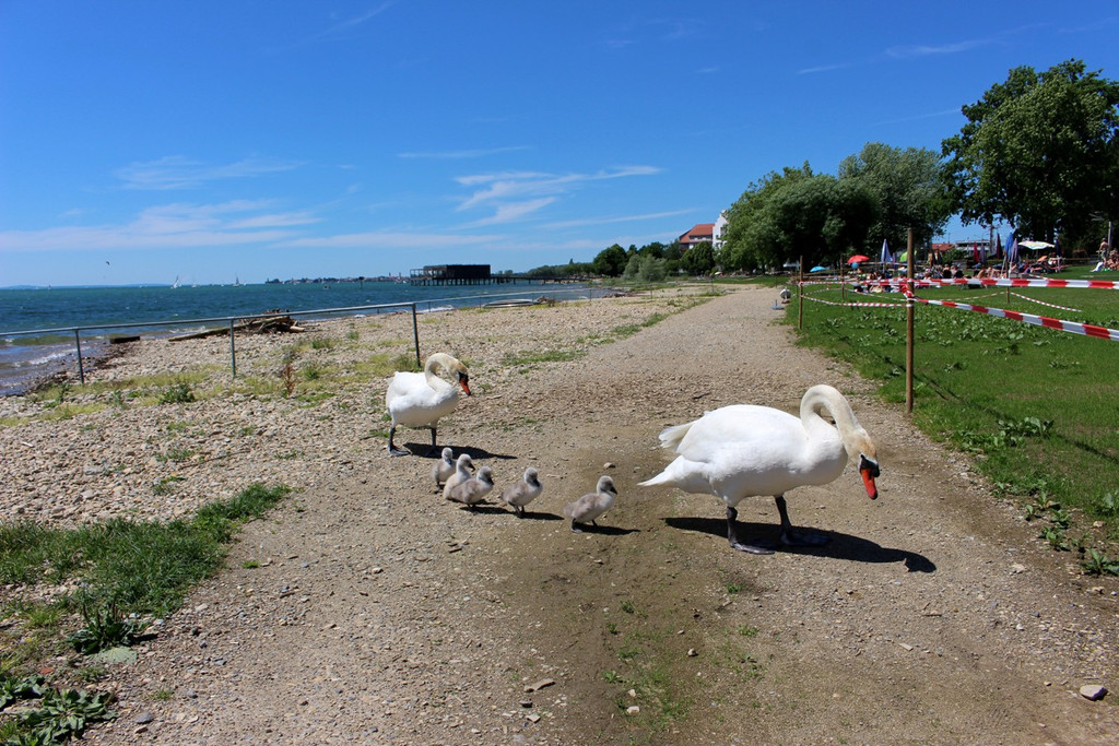 Schwanenfamilie im Strandbad 08-06-2020 _17_.JPG