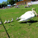 Schwanenfamilie im Strandbad 08-06-2020 _18_.JPG