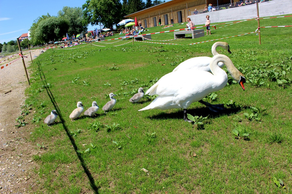 Schwanenfamilie im Strandbad 08-06-2020 _18_.JPG