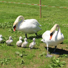 Schwanenfamilie im Strandbad 08-06-2020 _19a_.JPG
