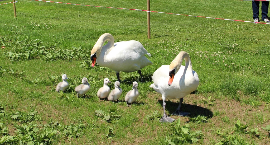 Schwanenfamilie im Strandbad 08-06-2020 _19a_.JPG