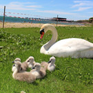 Schwanenfamilie im Strandbad 08-06-2020 _20_.JPG