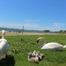 Schwanenfamilie im Strandbad 08-06-2020 _23_.JPG