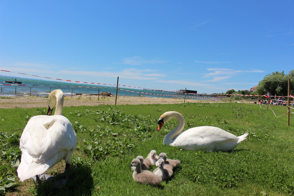 Schwanenfamilie im Strandbad 08-06-2020 _23_.JPG