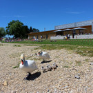 Schwanenfamilie im Strandbad 08-06-2020 _24_.JPG