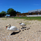 Schwanenfamilie im Strandbad 08-06-2020 _25_.JPG