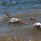 Schwanenfamilie im Strandbad 08-06-2020 _30_.JPG