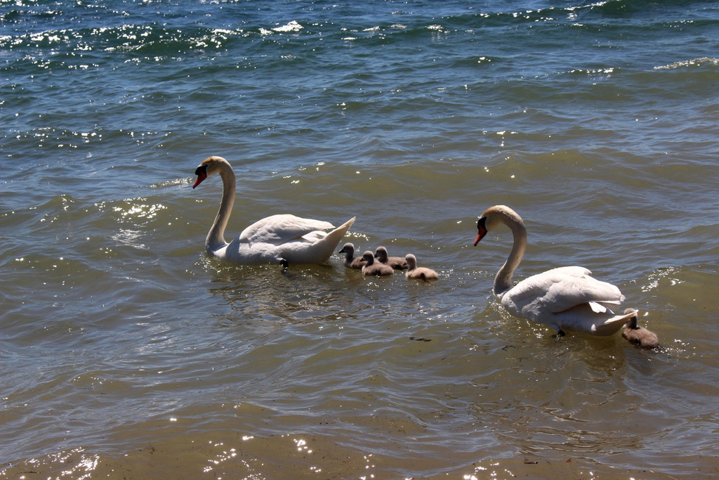 Schwanenfamilie im Strandbad 08-06-2020 _30_.JPG